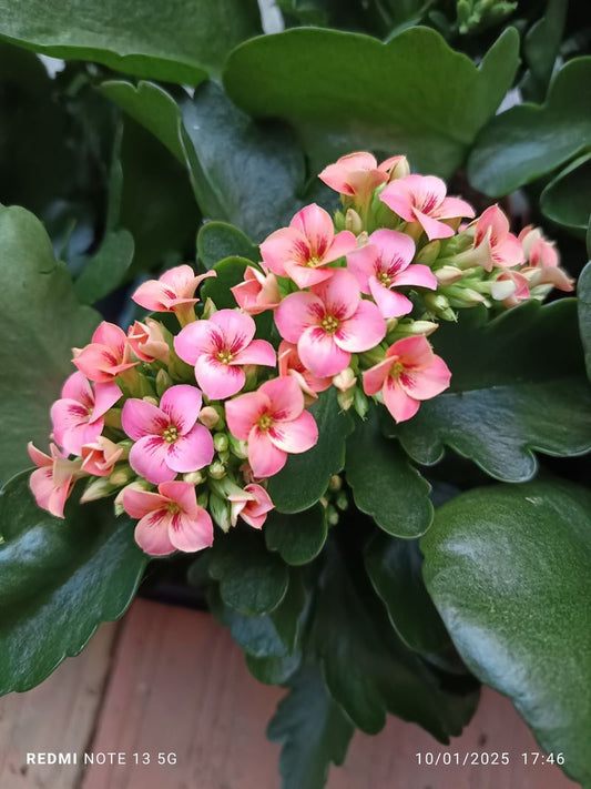 Kalanchoe Tigre Bicolor Rosa Planta Maceta Ø10_0