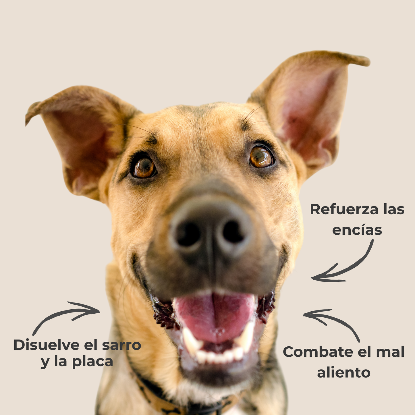 Polvo dental natural para perros y gatos – Combate sarro, placa y mal aliento – 150 g