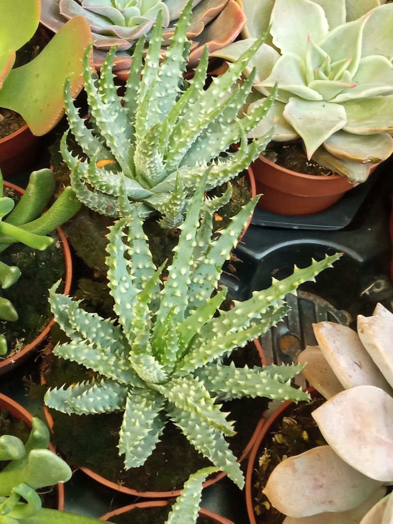 Aloe Humillis X Pratensis Planta Suculenta 8 Cms_0