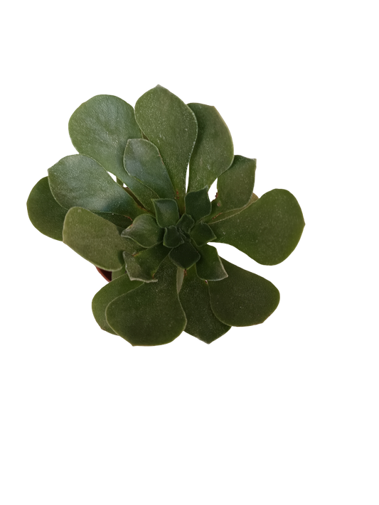 Aeonium Cuneatum Planta Suculenta Ø5_0