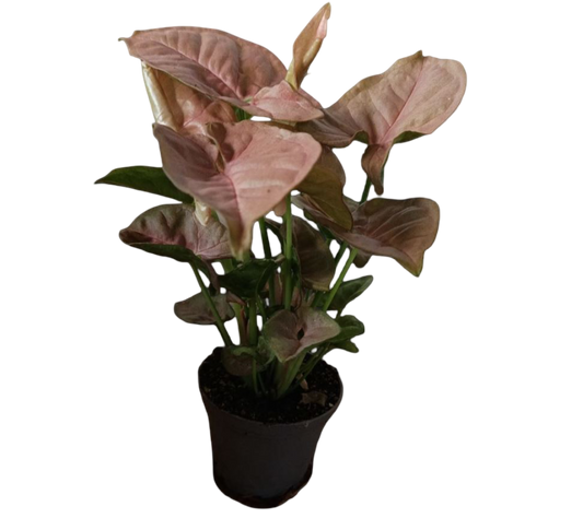 Syngonium Red Heart Planta De Interior Mini Ø6_0