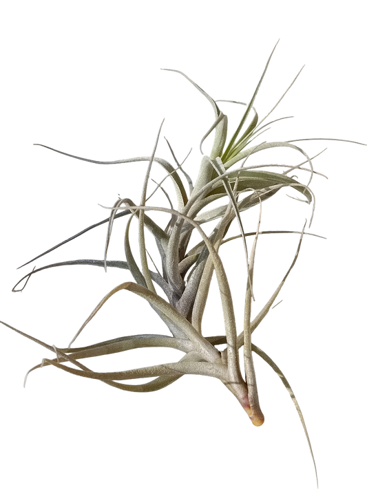 Tillandsia Incarnata Clavel Del Aire Epifito Planta Natural_0