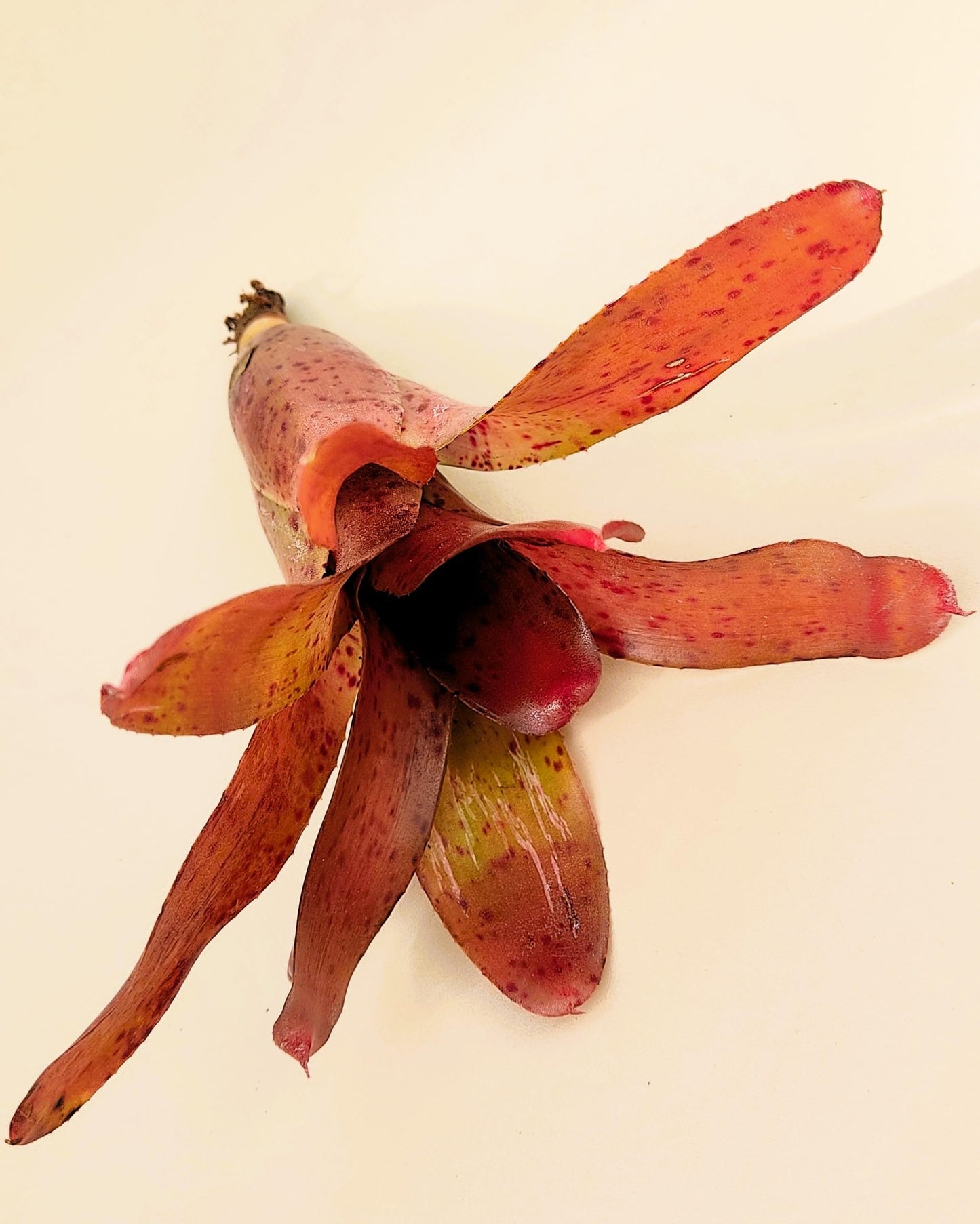 Neoregelia Iride; bromelia colorida, bromelia punteada; Curiosarium; altura 15 cm, diámetro 10 cm, sin sustrato_2