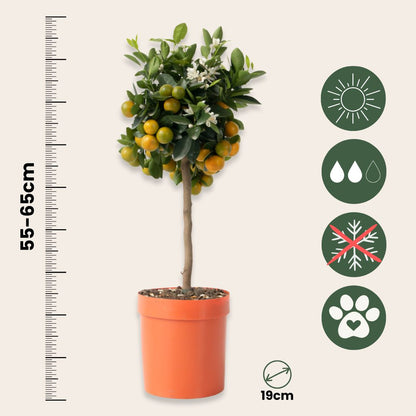 Citrofortunella Microcarpa - Citrus Mitis 'calamondin' - Altura 55-65cm - ⌀19cm_2