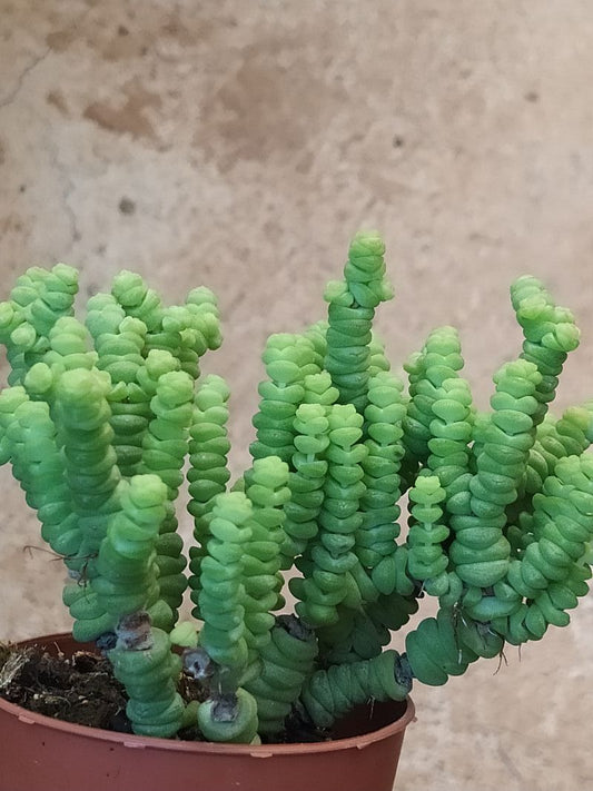 Planta Suculenta Crassula Marneriana Minor  Ø8 Cm_0