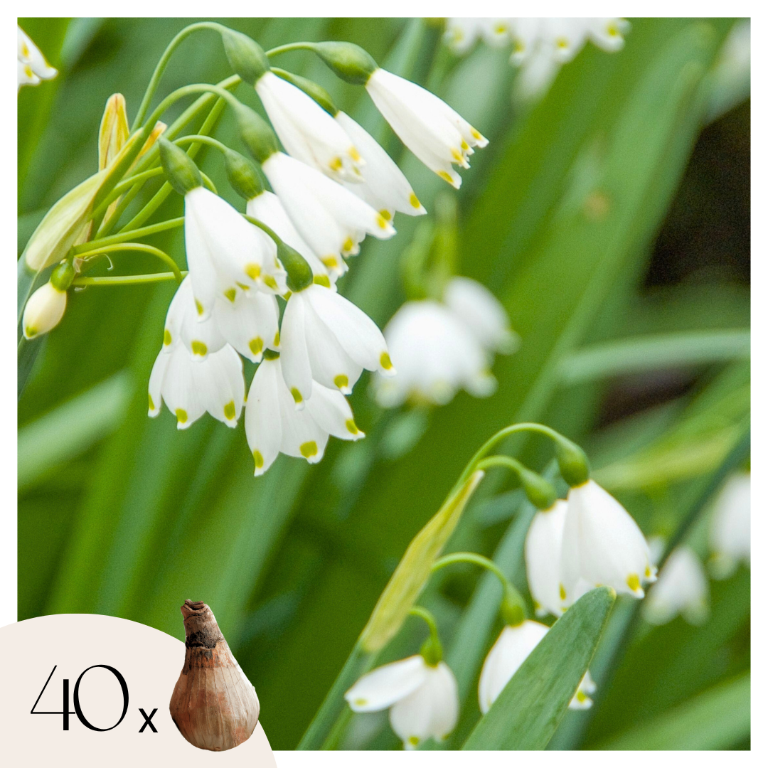 Campanilla De Verano - 40 Pzs - Leucojum Aestivum - Bulbos De Flores - Blanco_0