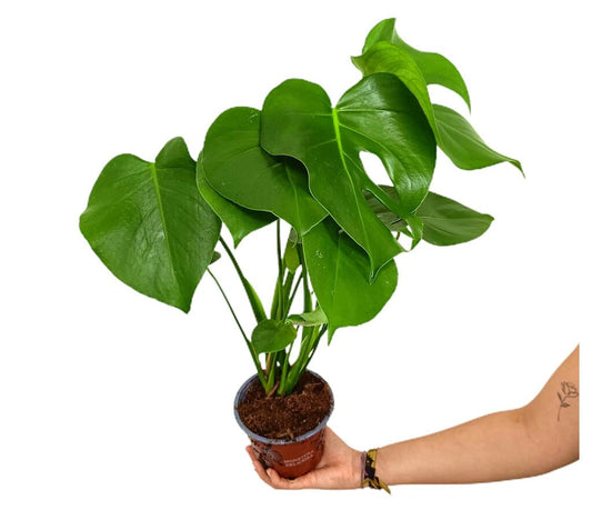 Monstera Deliciosa M14 45cm (costilla De Adán)_0