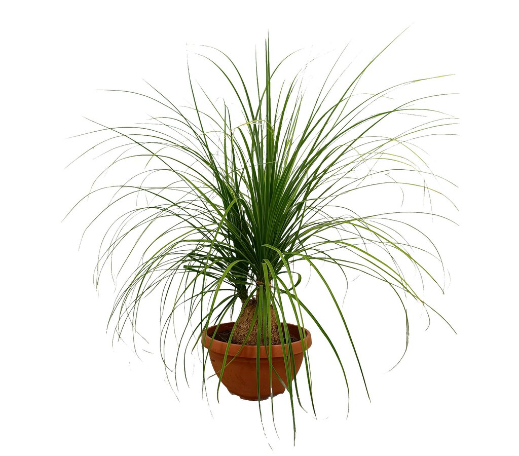 Beaucarnea Recurvata M40 80-100cm (nolina Bola) Pata De Elefante_1