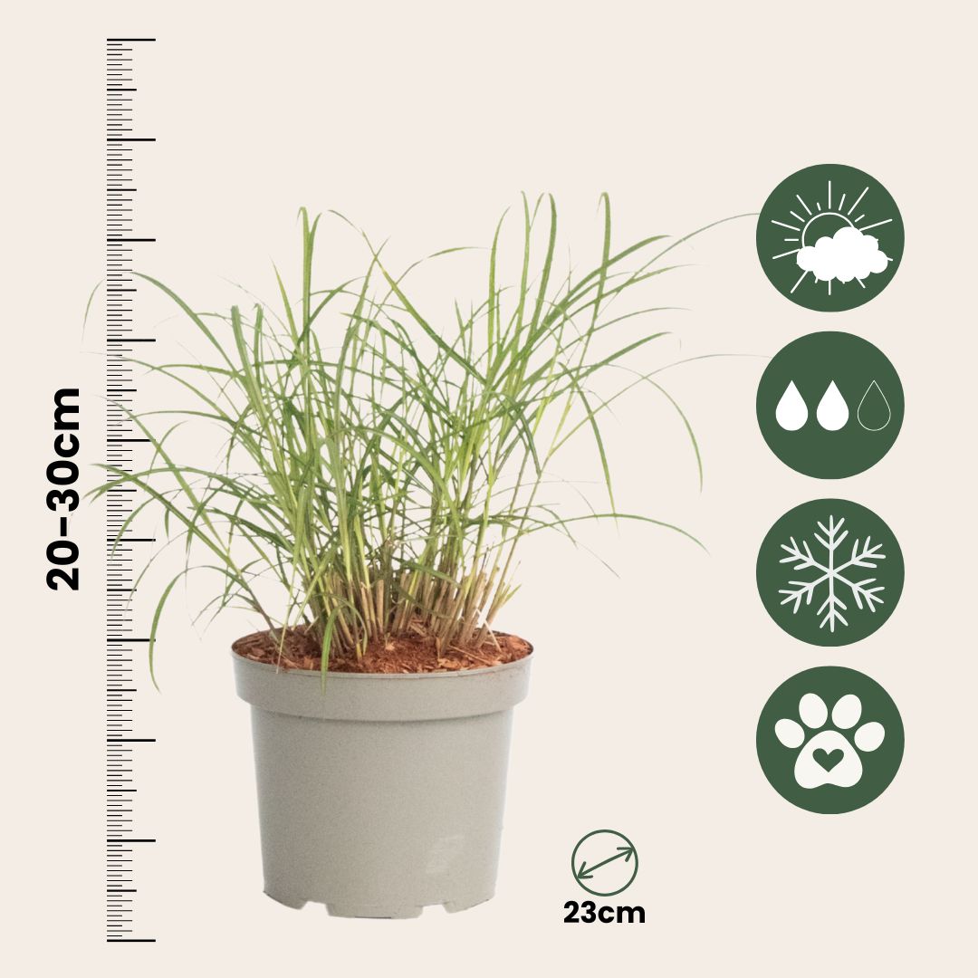 Hierba De Dedo - Panicum Virgatum 'squaw' - Altura 40-60cm - ⌀23cm_2