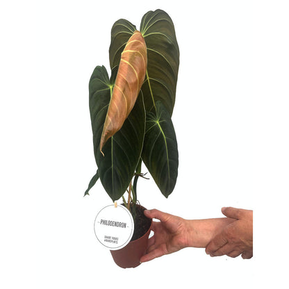 Philodendron Melanochrysum M12 45cm_0