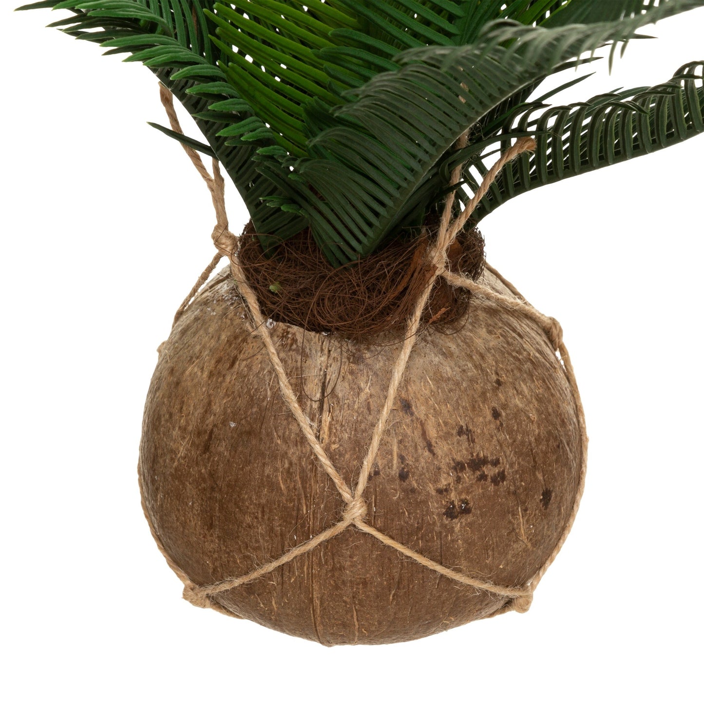 Olla De Coco De Palma Cuba H 50_1