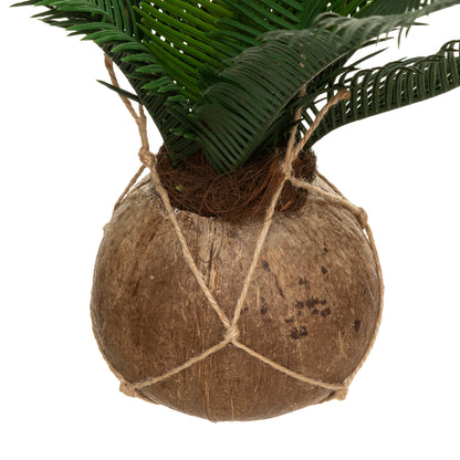 Olla De Coco De Palma Cuba H 50_1
