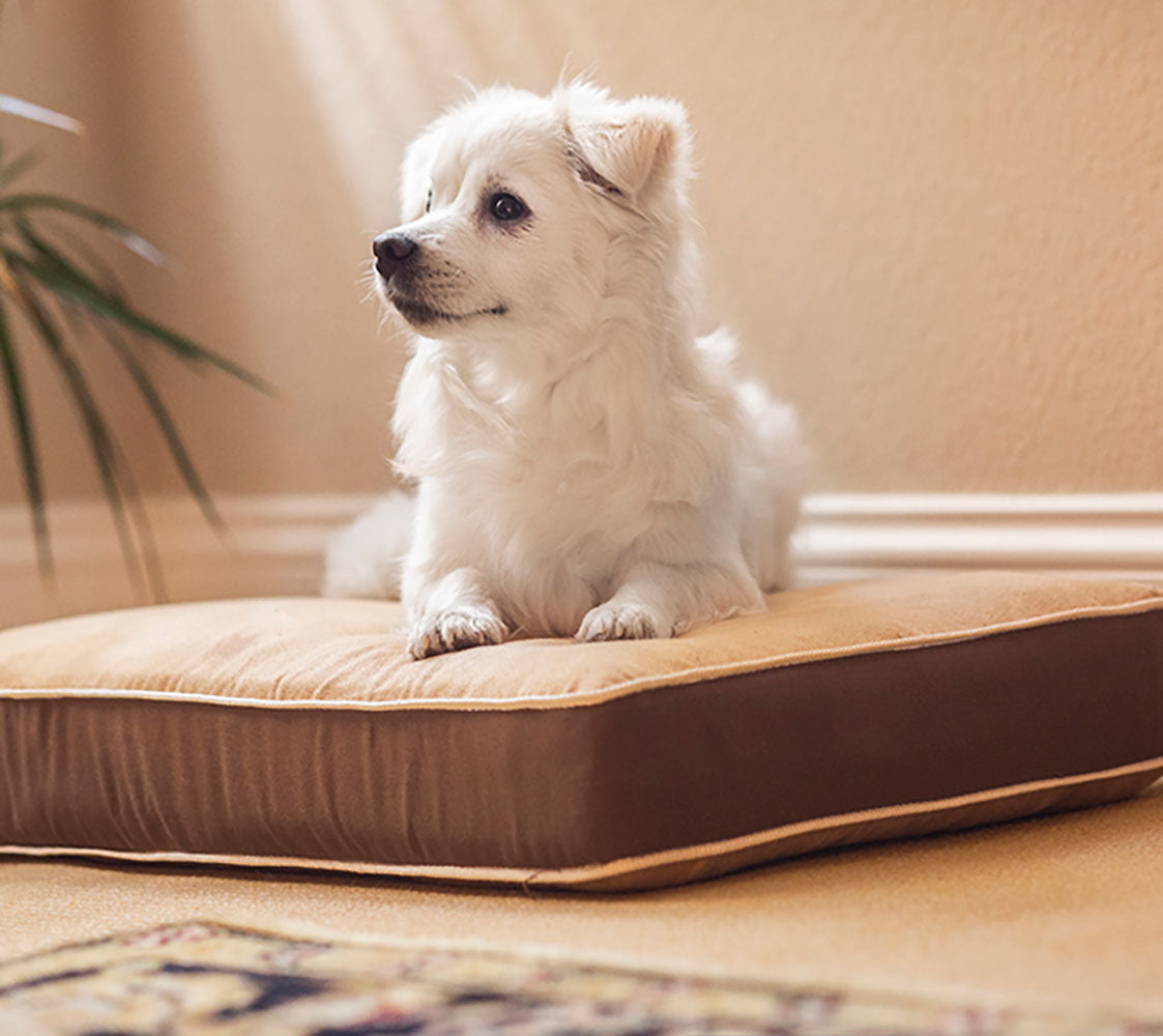 Cama Para Perros Y Gatos- Fácil De Lavar - 3 Tamaños Diferentes En Función Del Tamaño Del Perro_1