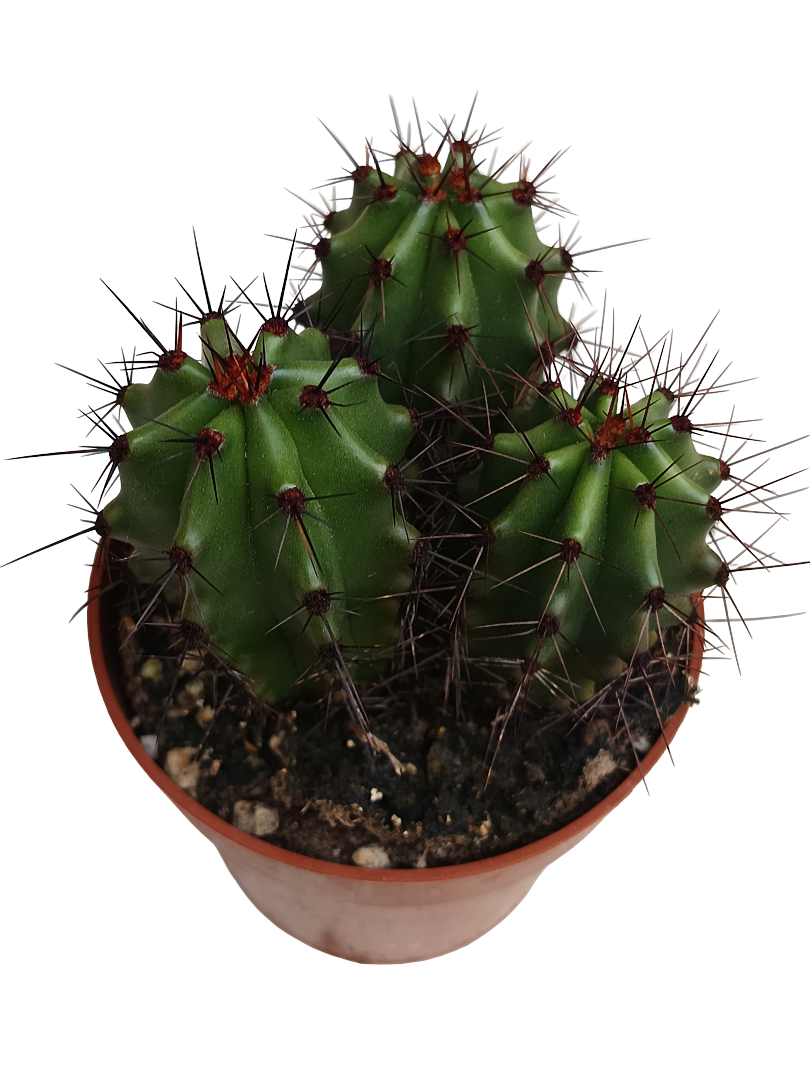 Cactus Stenocereus Thurberi Planta De Ø8 Cm_0