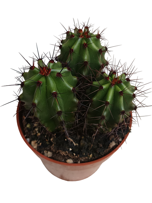 Cactus Stenocereus Thurberi Planta De Ø8 Cm_0