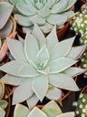Planta Suculenta Echeveria Parrensis