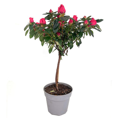 Azalea Copa M13 60cm_0