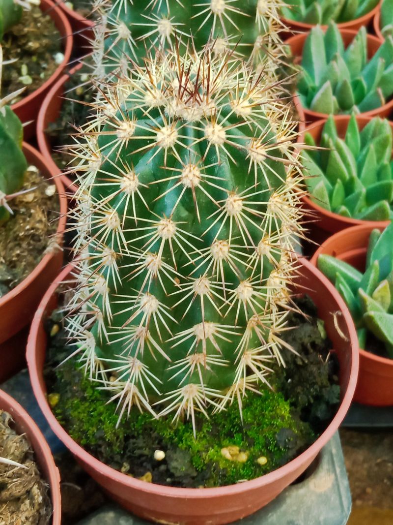 Echinocereus Dasyacanthus Planta Cactus De 8 Cm_0