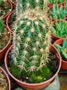 Echinocereus Dasyacanthus Cacto 8 Cm