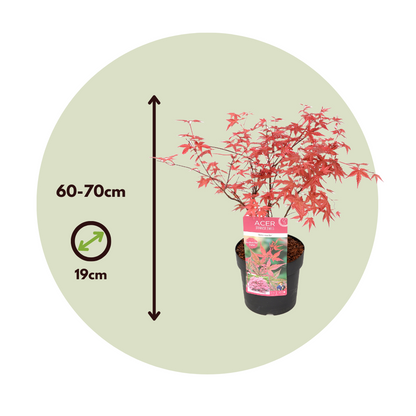 Arce Japonés - 2 Pzs - Acer Palmatum 'beni Maiko' - Altura 60-70cm - ⌀19cm_2