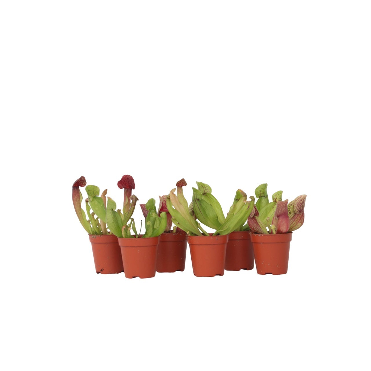 Planta Cobra Roja - 6 Pzs - Sarracenia Purpurea - Altura 15-20cm - ⌀55cm_0