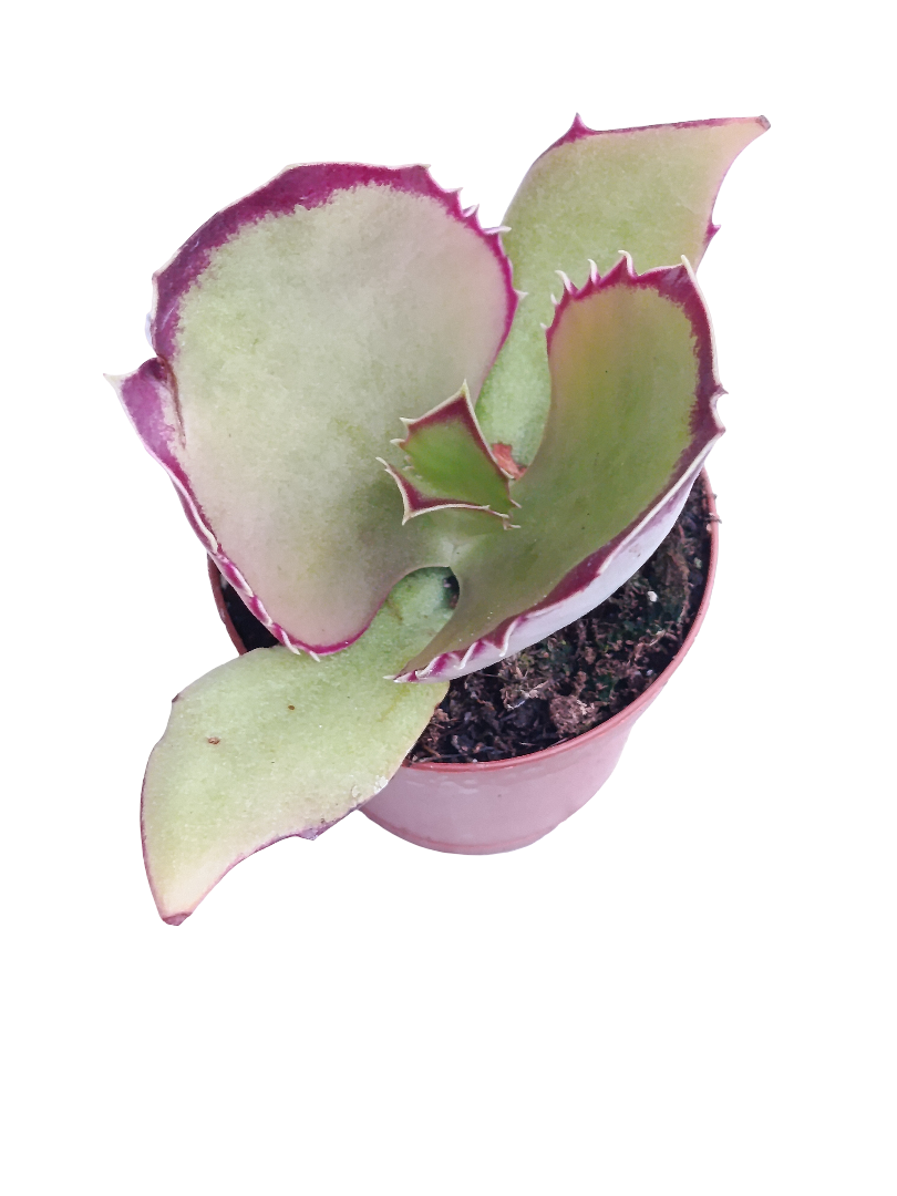 Kalanchoe Synsepala Ø5 Planta Suculenta Kalanchoe Andador_0
