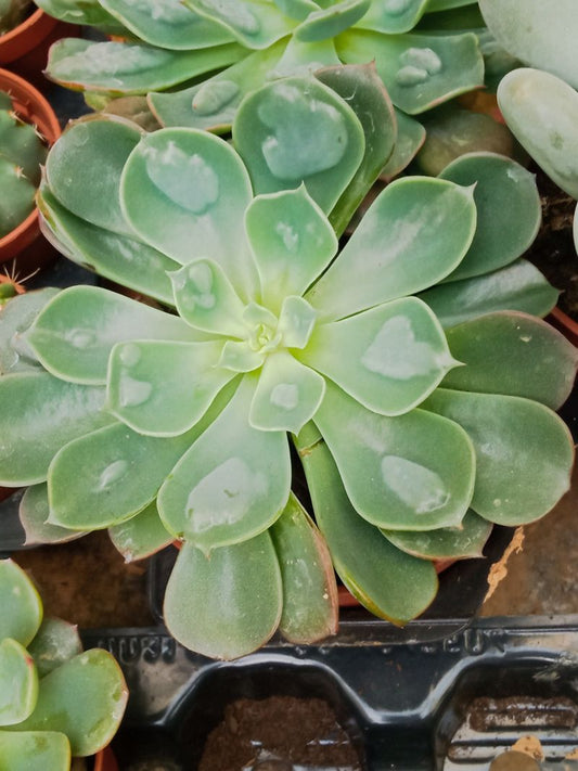 Echeveria Raindrops Planta Suculenta_0