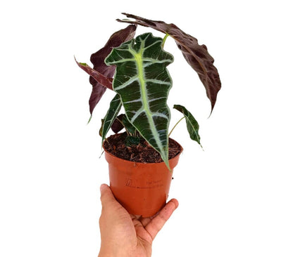 Alocasia Polly M12_0