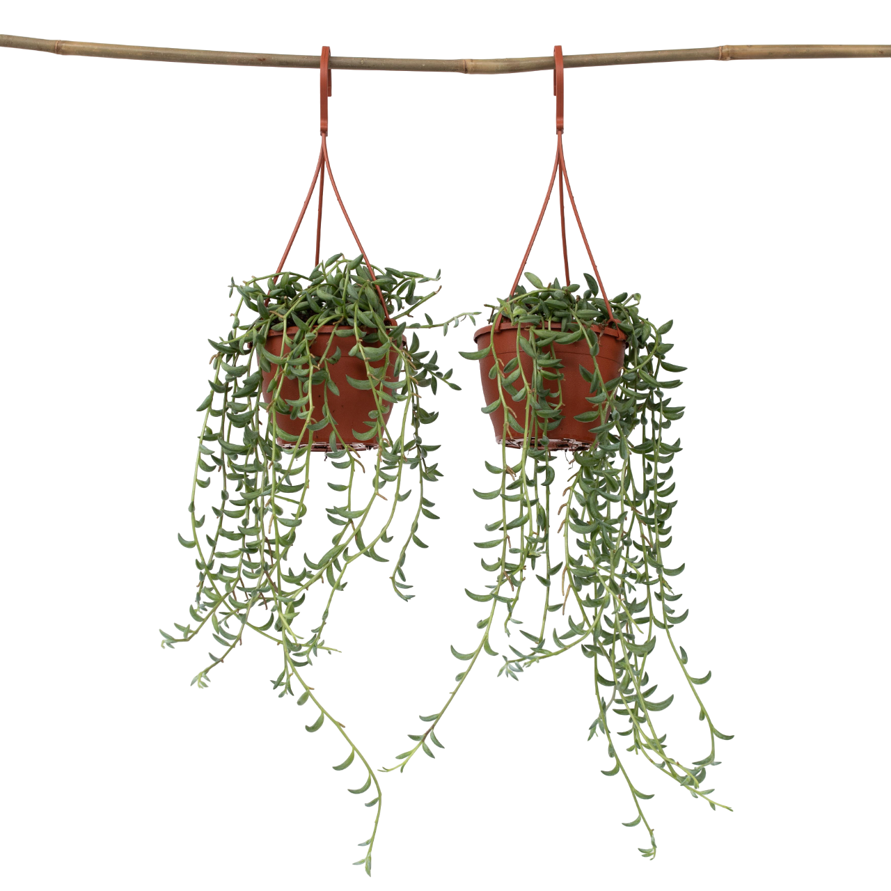 Cadena De Plátanos - 2 Pzs - Senecio Radicans - Altura 10-20cm - ⌀12cm_0