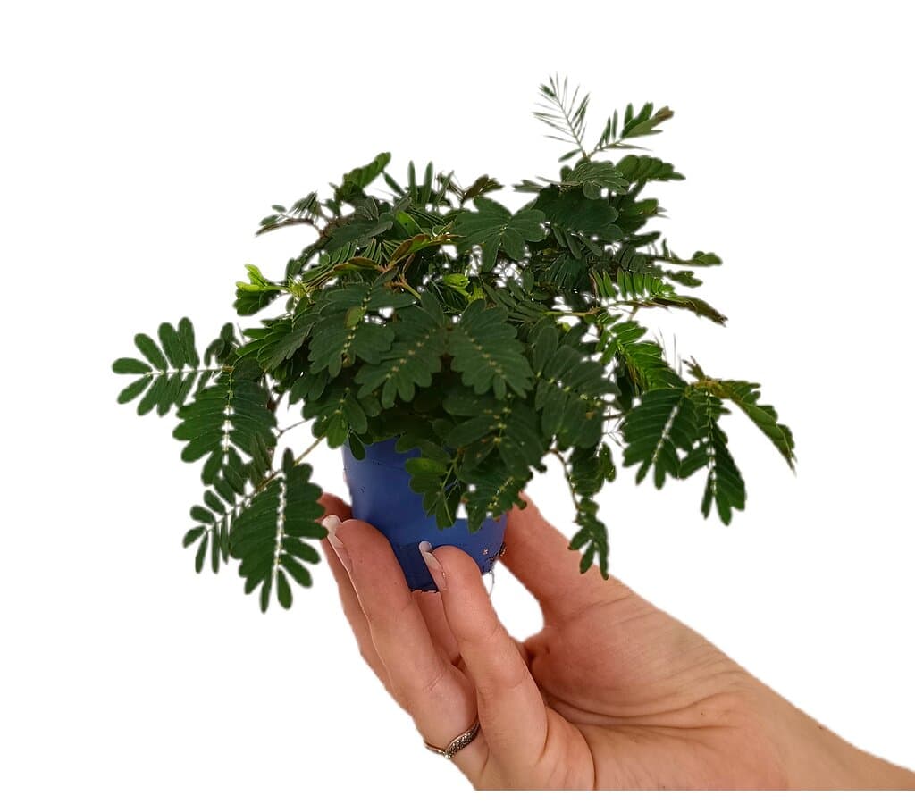 Mimosa Pudica M6_0