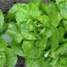 Sementes De Alface Maycrop Ecológicas