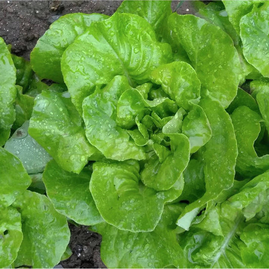 Semillas De Lechuga Maycrop Ecológicas