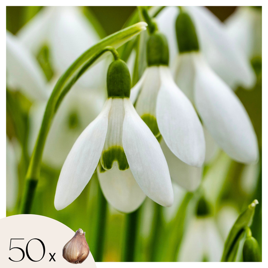 Campanilla De Invierno - 50 Pzs - Galanthus Elwesii - Bulbos De Flores - Blanco_0