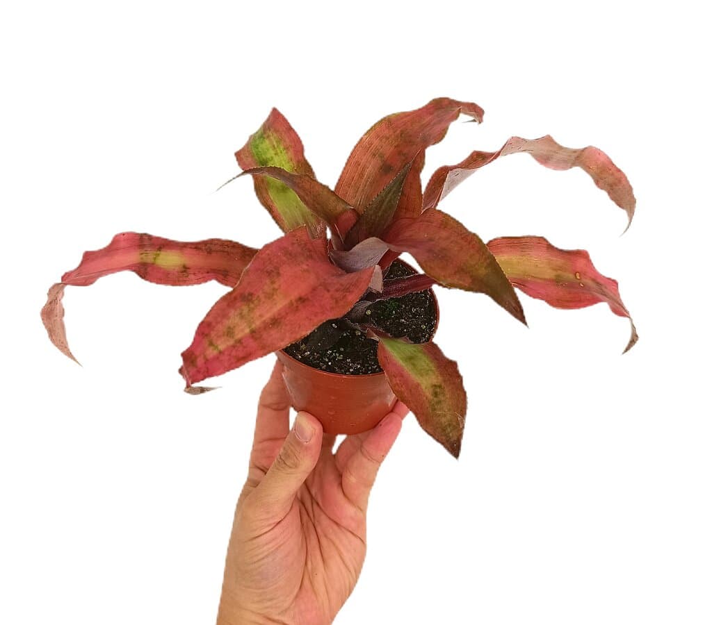 Cryptanthus Red M9_0