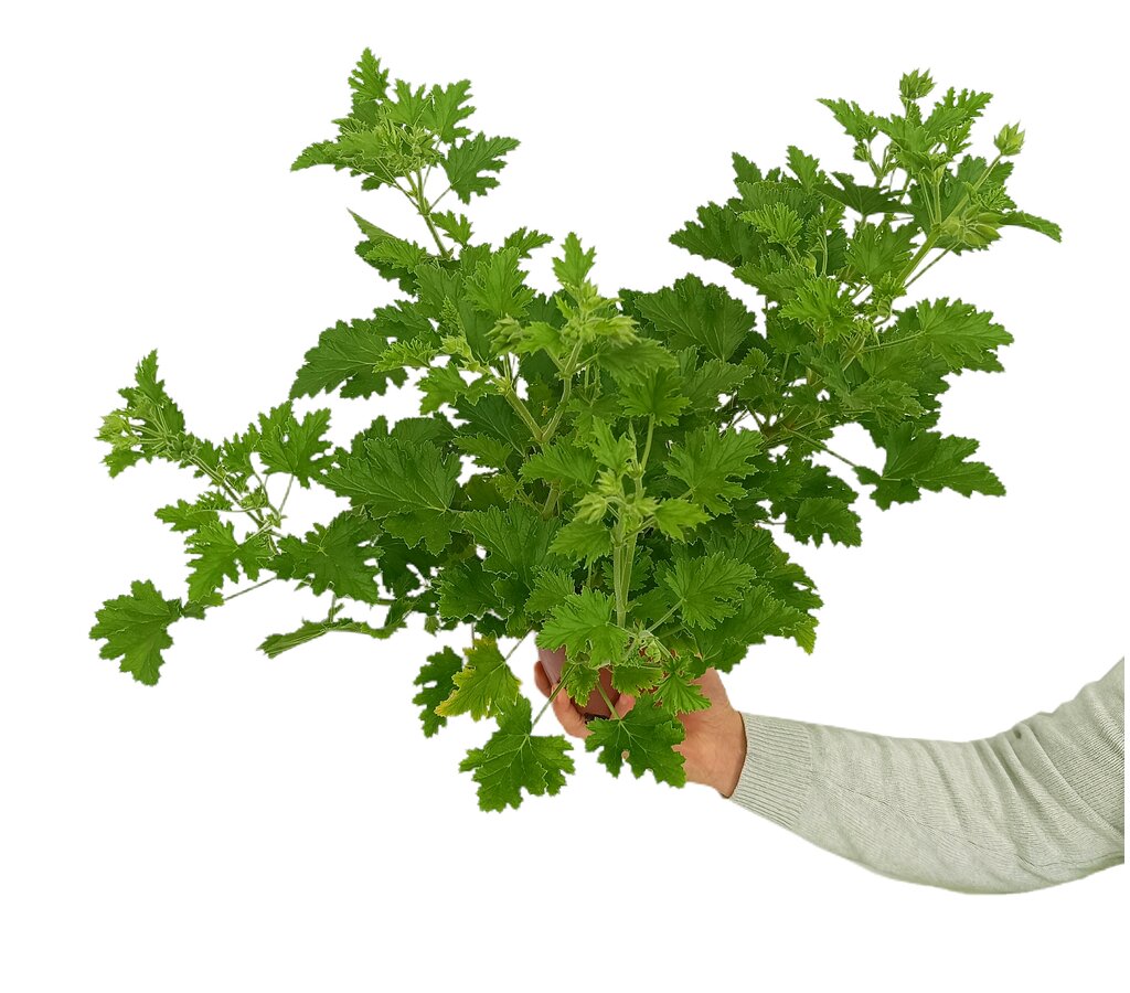 Pelargonium Citrodorum M15 (geraneo Anti-mosquitos)_0