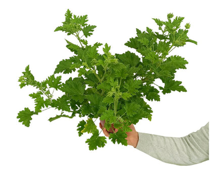 Pelargonium Citrodorum M15 (geraneo Anti-mosquitos)_0