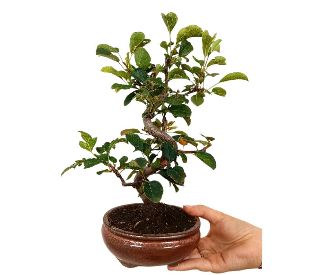 Bonsái Malus 9 Años (manzano)_1