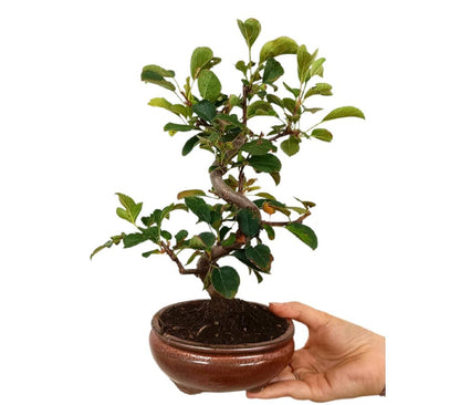 Bonsái Malus 9 Años (manzano)_1