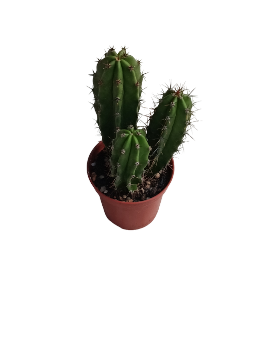 Neoraimondia Herzogiana Cactus Planta Natural Ø5_0