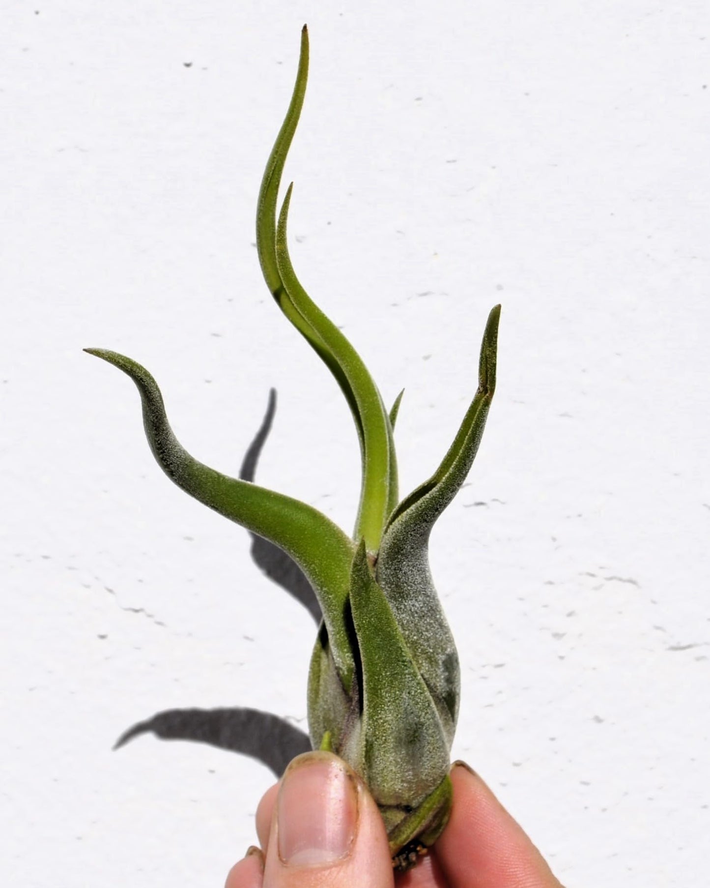 Tillandsia caput-medusae [S], planta pulpo, cabeza de Medusa; Curiosarium; altura 10-13 cm, diámetro 5-10 cm_2