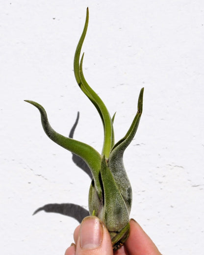Tillandsia caput-medusae [S], planta pulpo, cabeza de Medusa; Curiosarium; altura 10-13 cm, diámetro 5-10 cm_2