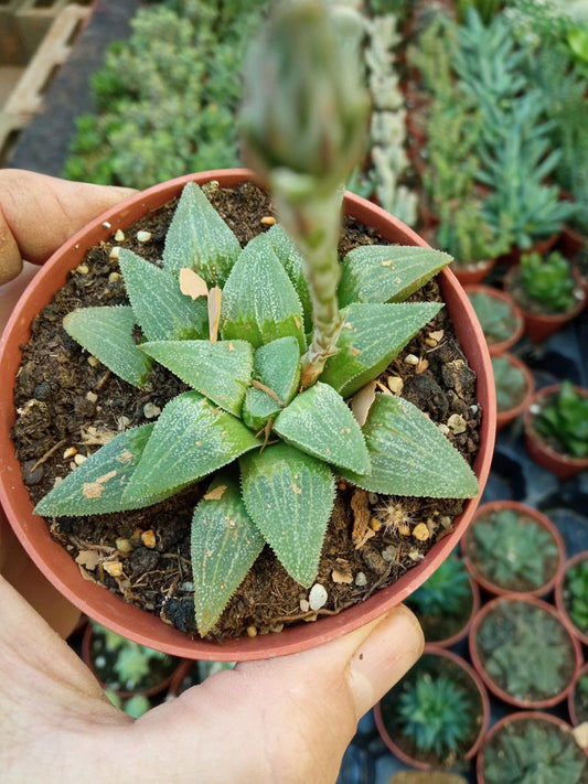 Haworthia Pygmea Hibrida Planta Suculenta 8 Cm_0