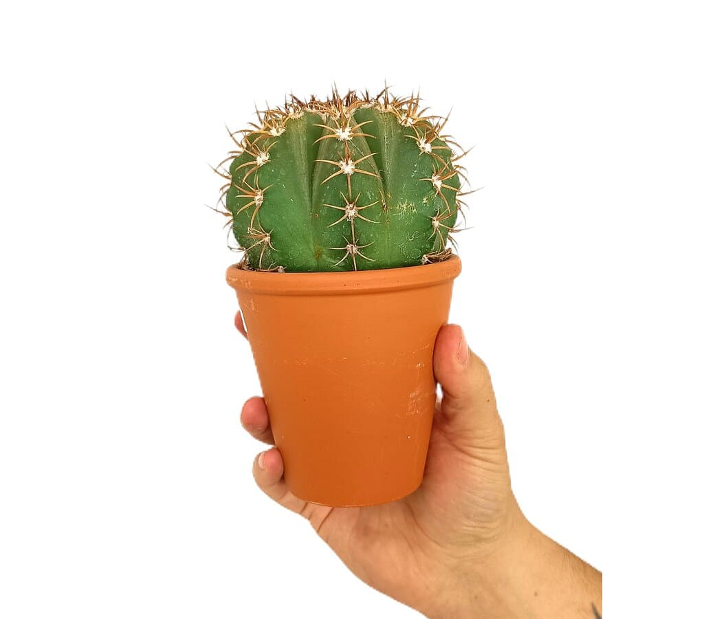 Cactus En Macetero De Cerámica M8 (unidad)_2