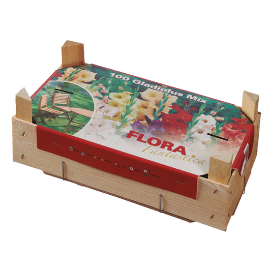 Caixa de Tabuleiros Gladíolo 100 unidades