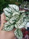 Hypoestes Verde E Branco Planta De Terrário Interior Ø8 Cm