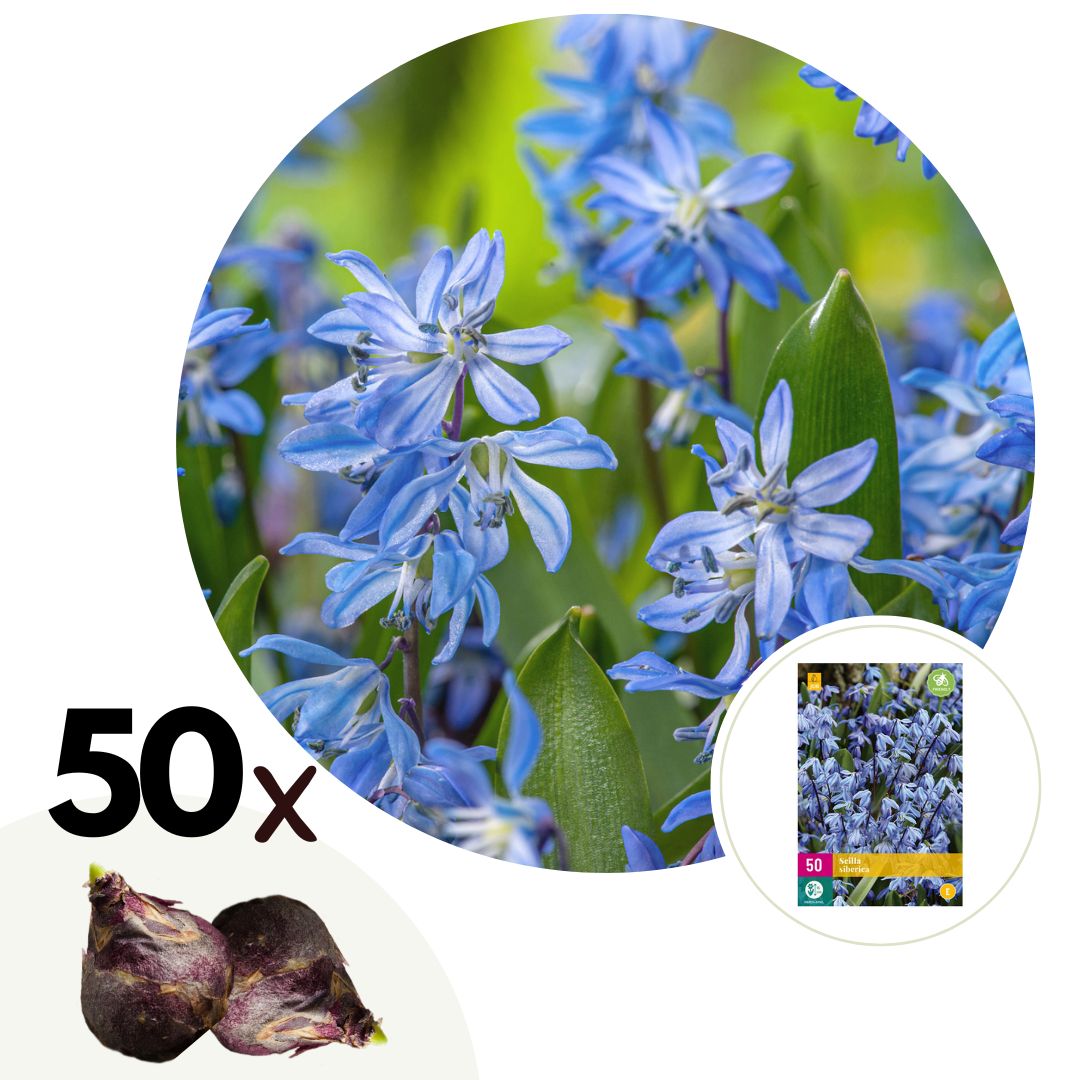 Escila Siberiana - 50 Pzs - Scilla Siberica - Bulbos De Flores - Azul_0