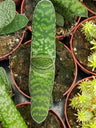 Gasteria Picta Suculenta 8 Cm