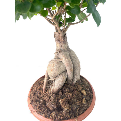 Bonsai Ficus Ginseng T18 35cm_1