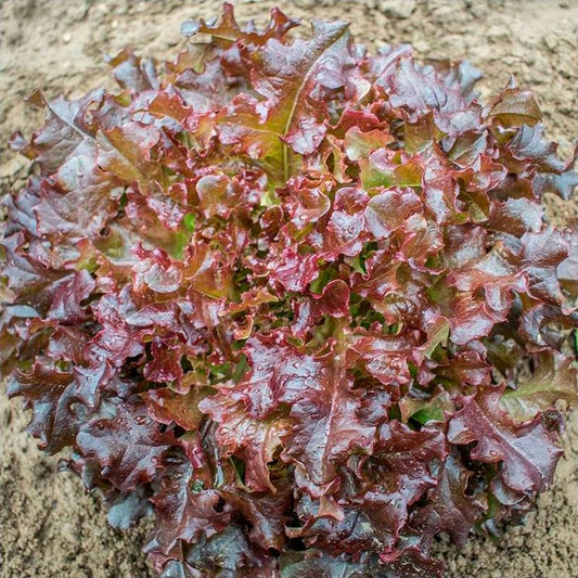 Semillas Lechuga Red Salad Bowl Ecológicas Biodinámicas Demeter