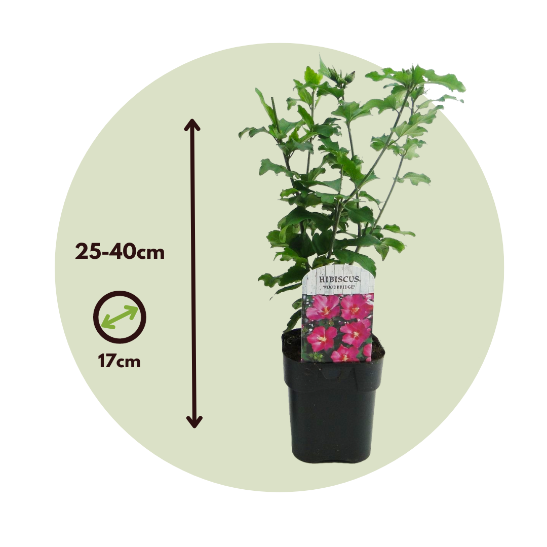 Rosa De Siria Azul - 2 Pzs - Hibiscus 'woodbridge' - Altura 25-40cm - ⌀17cm_2